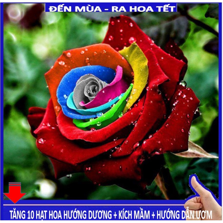Shop 1k - Hạt giống Hoa Hồng 7 Sắc 10 Hạt  - (tặng kèm Thuốc kích mầm + 5 hạt hướng dương lùn siêu bông)