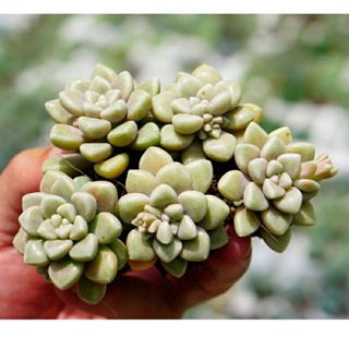 Cây Sen Đá Kim Tuyến size mini - sen đá màu siêu xinh - hư 1 đổi 1