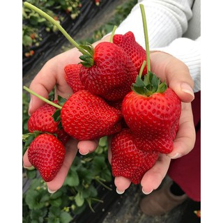 Mứt dâu tây - Đặc sản Đà Lạt. Luôn có hàng mới