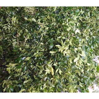 1kg lá móc mật tươi
