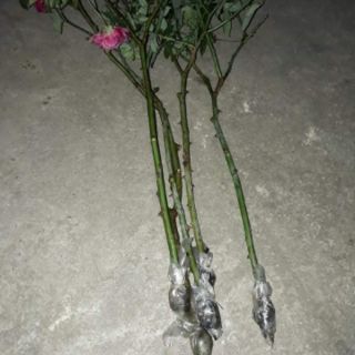 Hồng cành chiết, bụi, tree