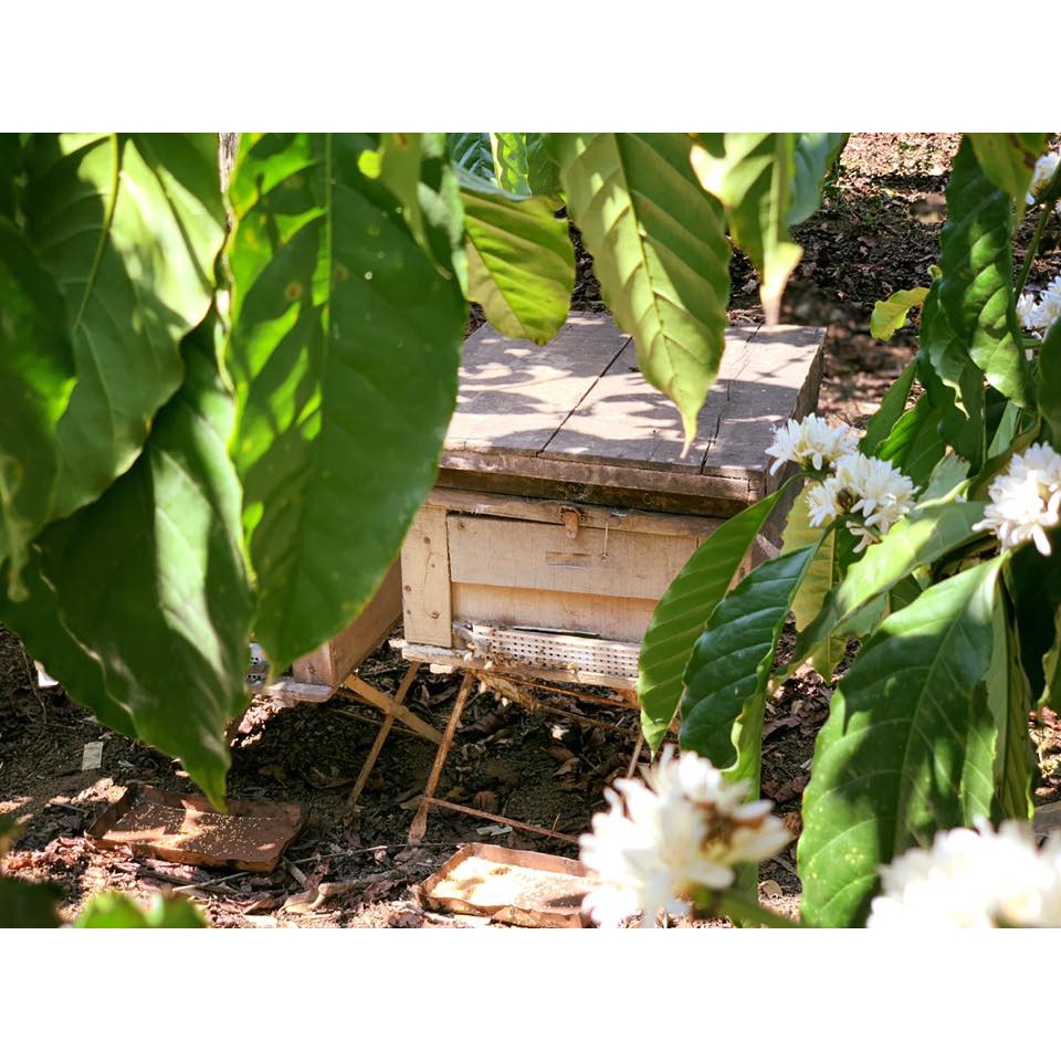 Mật ong hoa cà phê Miele 700g