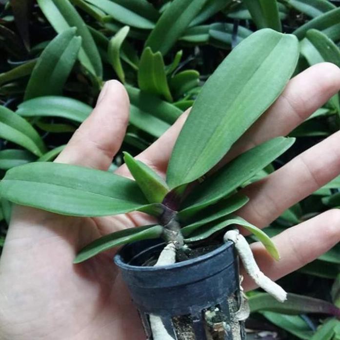 Hoa lan đai châu trắng đài loan + 700g phân thỏ hữu cơ