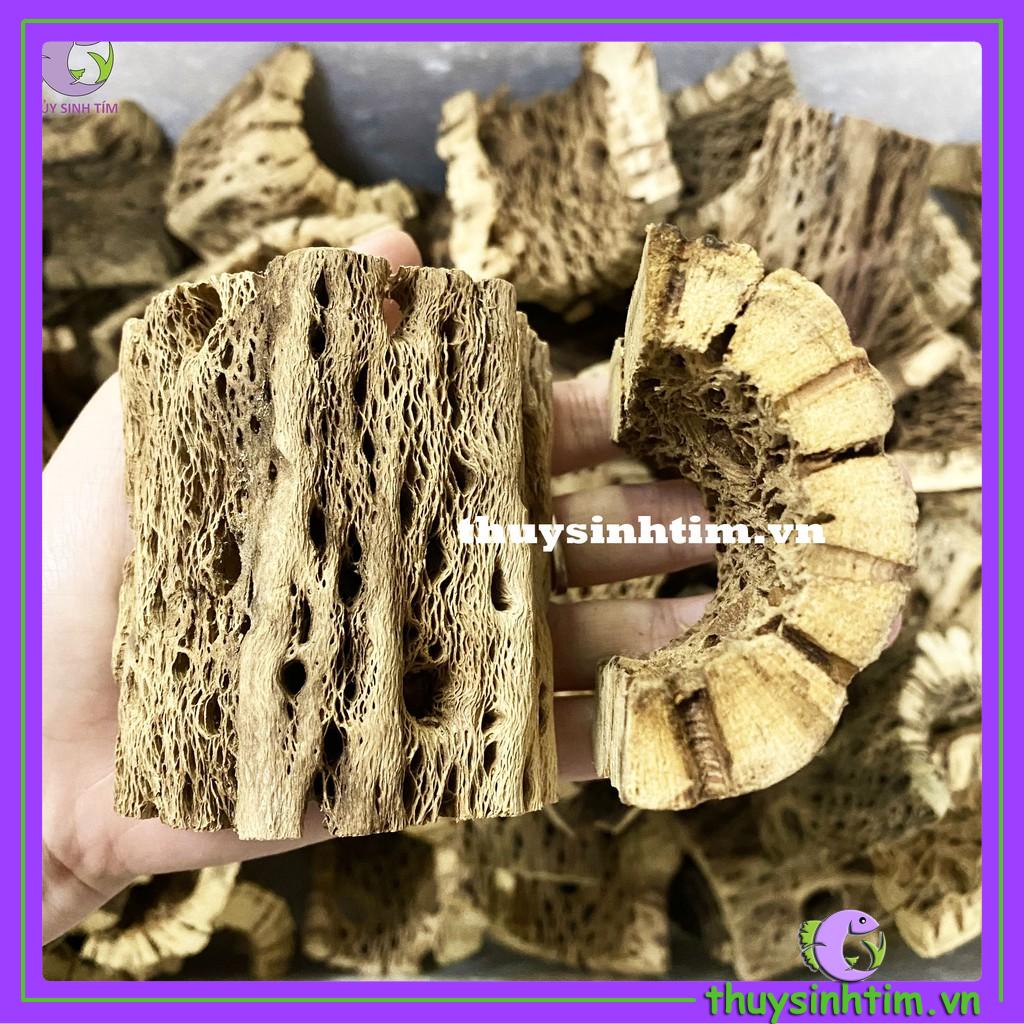 Lũa Teddy Bear Cholla Cho Tép Cảnh (Cắt Khúc)