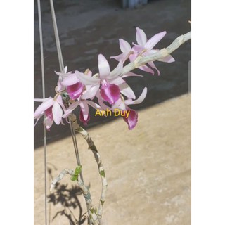 Phi Điệp - giả hạc hồng bệt