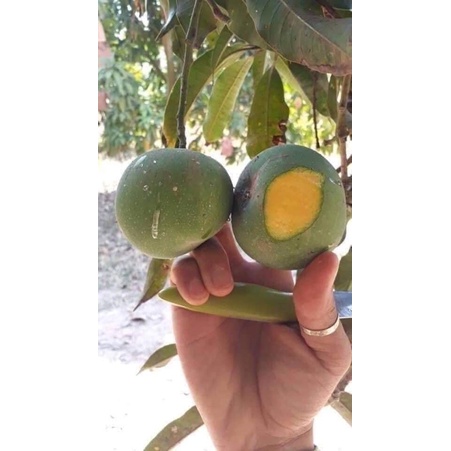 Xoài Táo Campuchia