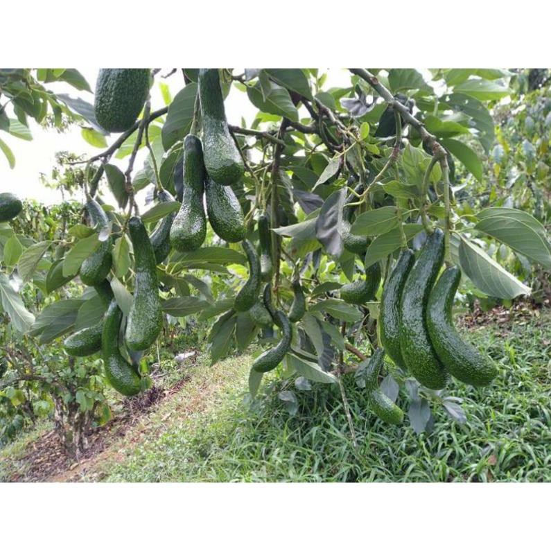 [GIAO HỎA TỐC HCM] Bơ 034 -  1kg bơ 034 nhà trồng Lâm Đồng thơm béo ngậy trái cây sạch từ vườn