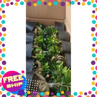 Cây Si Nhật SIÊU LÙN Bon Sai MINI ĐỂ BÀN SIÊU ĐẸP + Tặng 02 cây nhót ngọt