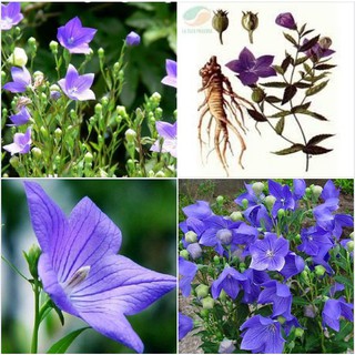  Hạt giống cát cánh  ( CÂY DƯỢC LIỆU ) gói 50 hạt