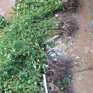 Hoa hồng ngoại các màu