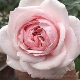 CÂY GIỐNG Hoa hồng cổ Bạch Vân Khôi – Giống hồng cổ quý nhất của Việt Nam