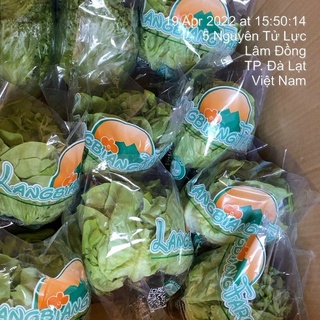 Xà lách mỡ ĐÀ LẠT -  Xà lách thủy canh