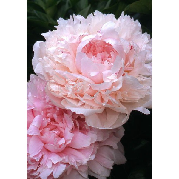 K119 - Khuôn Kim Loại Cắt Hoa Mẫu Đơn