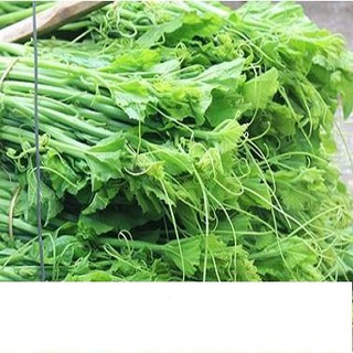Hạt giống rau bí siêu ngọn giòn ngọt, năng suất cao 10gr