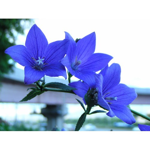 Hạt Giống Hoa cát cánh xanh blue 50 Hạt (golden seed)