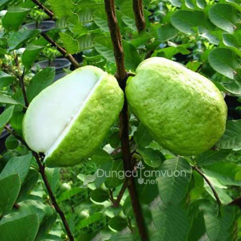 Cây ổi ko hạt giống
