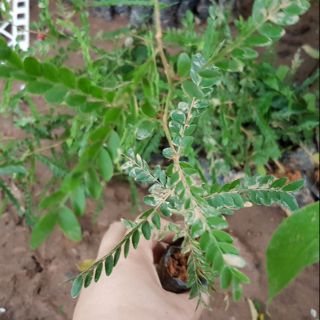 💙Cây me chua chuẩn giống - CÂY ỔN ĐỊNH TRONG BẦU