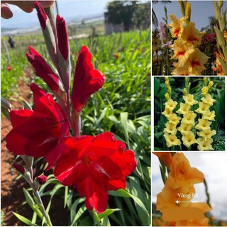 Combo 20 củ giống hoa lay ơn mix ( đỏ và vàng )