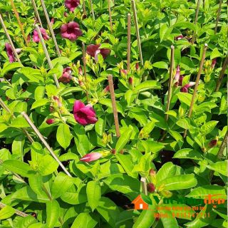 Cây huỳnh anh tím