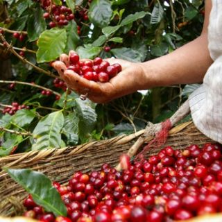 Cà phê rang xay nguyên chất