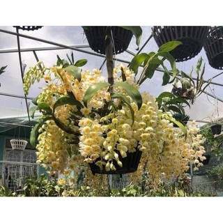 Lan Kiều Vuông 1 giề