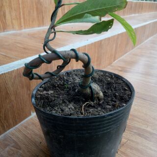 Chậu Lộc vừng bonsai mini