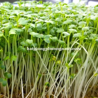 1 kg - hạt giống rau mầm củ cải trắng