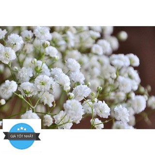 50h Hạt Giống Hoa Baby Breath Lâu Năm Bông Nhỏ