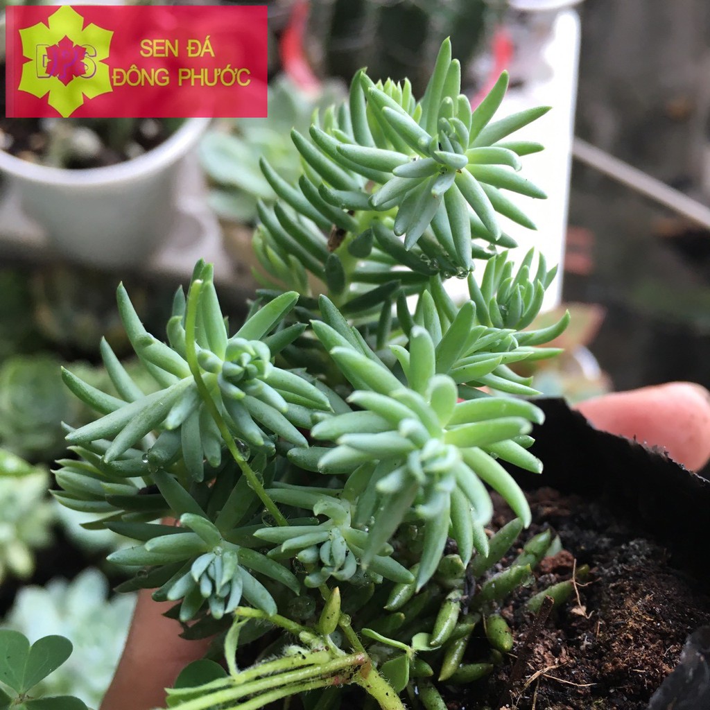 Sen đá Sedum đuôi phụng Size bầu - Sen Đá xương rồng cây phong thuỷ văn phòng đẹp