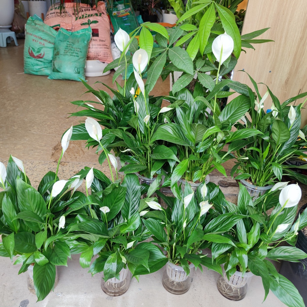 Cây lan ý thủy sinh bụi lớn nhiều nụ cao 30-35cm kèm chậu thủy tinh ,cây trang trí nội thất lọc không khí