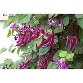 10 HẠT GIỐNG ĐẬU VÁN TÍM