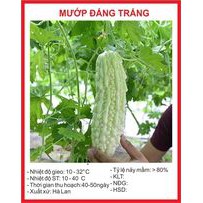 Hạt giống Mướp Đắng Trắng - 10 Hạt