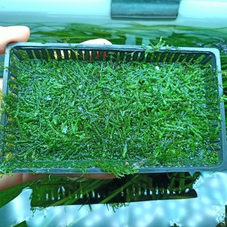 Vỉ Rêu Java 14x8 ( CÂY THỦY SINH )