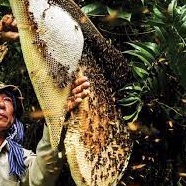 Mật Ong Rừng Già Tự Nhiên - Không Phải Ong Nuôi, Không Pha Tạp Chất