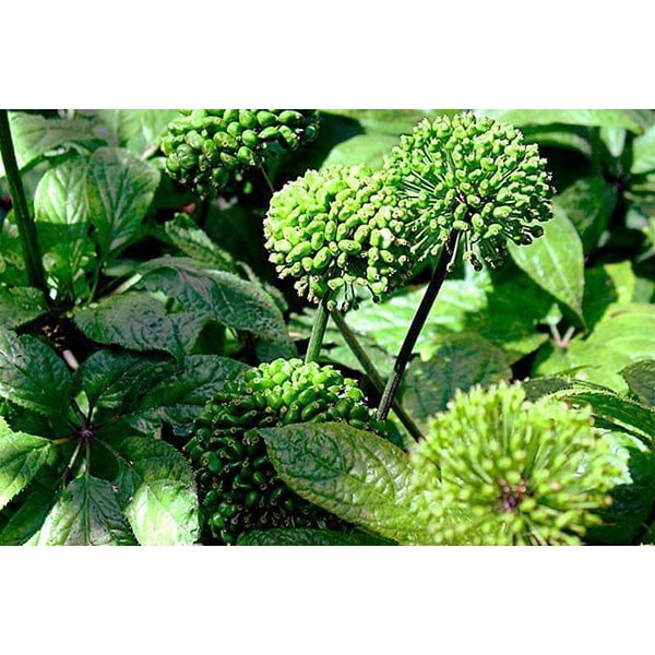 100g Nụ tam thất bao tử loại 1 | BigBuy360 - bigbuy360.vn