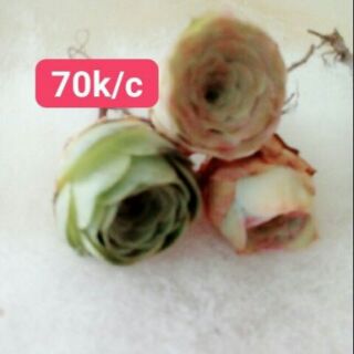 Cây sen đá hoa hồng xanh siêu hot, giá rẻ (cây xoè lá)