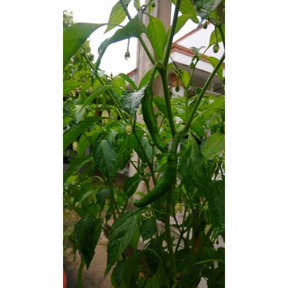 HẠT GIỐNG CÁC LOẠI ỚT - 1 Gói