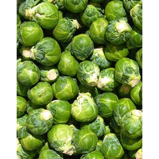 Hạt giống Bắp Cải Tí Hon Xanh