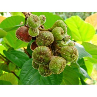 CÂY VẢ MẬT GIỐNG