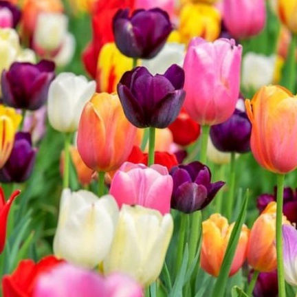 Set 5 củ giống hoa tulip 5 màu ( nhiều màu ) - VTDC