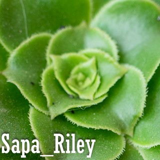 Sen đá Aeonium xanh