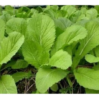 Hạt giống cải bẹ xanh mỡ