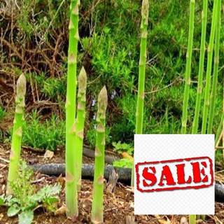Gói 20 hạt giống măng tây xanh SALE