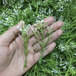 Cỏ điểm nhiều mẫu