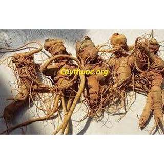 địa lan tam thất nam