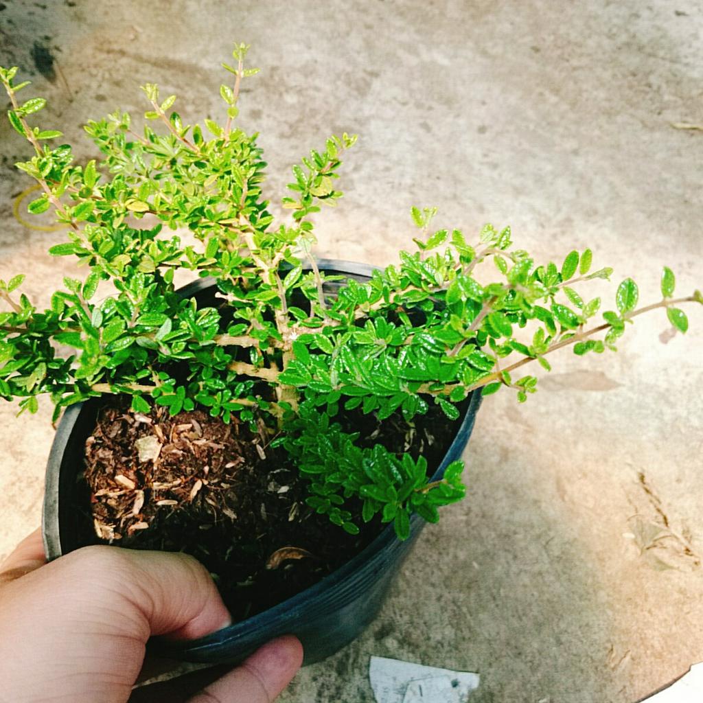 Cây Hàm Hương - cây tỏa mùi thơm như cây hương thảo mùi cam quýt, vani, mật ong - caykiengsadec