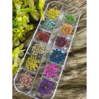 Hoa khô nhí ẩn gel, set hoa khô chùm làm móng