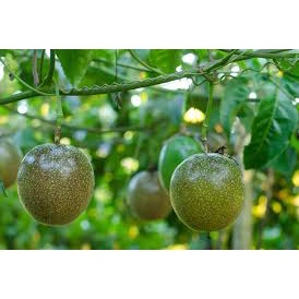 Hạt giống Chanh dây HN-34 gói 5gr