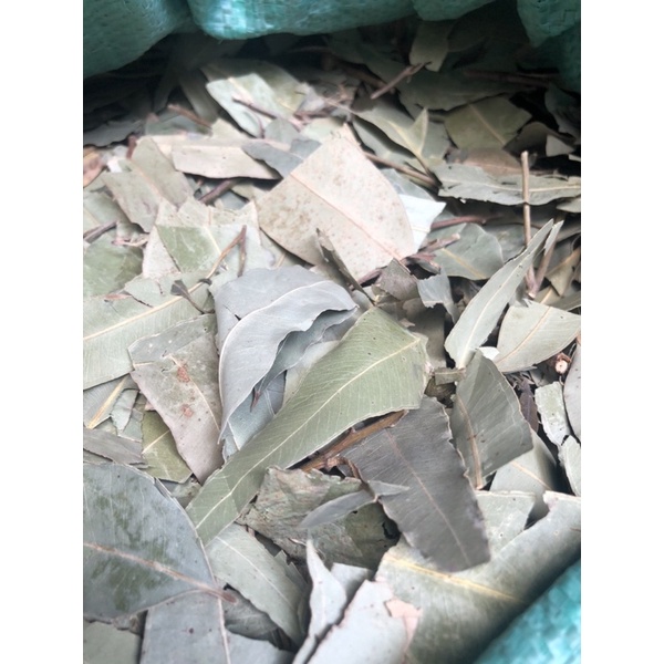 Lá Khuynh Diệp  sấy khô xông giải cảm, chống oxy hóa