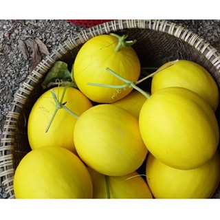 Hạt giống Dưa Lê Hoàng Kim Ruột Cam F1 Thái Lan - Độ ngọt 16 brix - Nảy 99%